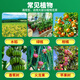 Phytosol 30% pyraclostrobin green certified fruit tree fungicide vegetable ulcer leaf spot brown spot pesticide fungicide