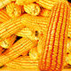 Beishu official authentic corn seeds produce tall and short big sticks, drought and lodging resistance, Zhengdan 958 national approved feed, Sichuan hybrid, Beishu selected Zhengdan 958 corn seeds, a total of 4Jin, Jin is equal to 0.5kg (1 mu of land)