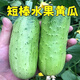 Rabbit leg fruit type authentic fruit cucumber short stick melon seeds field sowing early maturity in spring and autumn carefully selected 1 pack of about 50 seeds