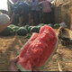 Extra Large High Resistance Dragon Cyclone Watermelon Seed High Resistance Heavy Cropping Non-pruning Disease Resistance High Yield Lazy Man Watermelon Seed Seed 50g Can Extra Large High Resistance Dragon Cyclone 3 Cans