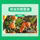 Guoguang Plant Source 2% Benzylaminopurine Rose Fruit Tree Flower Flowering and Germination Preserving Flower and Fruit Cytokinin 10m 100ml