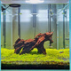 OIMG二马沉木40cm小米鱼缸造景沉木 ADA水族造景精品沉木小号小型水草 军绿色 F3890
