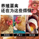 Hen wake-up medicine, poultry no longer nests, chickens lay eggs, egg Duoduo, general feed additive for ducks and goose eggs, 1 bottle 200g