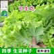 Four seasons sweet and crisp glass lettuce seeds, crisp and tender raw lettuce seeds, farmer's four seasons potted vegetable seeds, glass lettuce 2 packs, about 4000 seeds