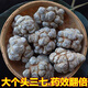 Sanqitou Authentische Yunnan Wenshan 20 Spring Sanqitou Ganze chinesische Heilmaterialien Trockenwaren, Spezialgrad Wild Field 7 neue Produkte 20 Sanqitou 250 Gramm