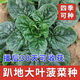 Black-leaf spinach seeds, low-lying spinach seeds, cold-resistant autumn and winter dwarf spinach, thick and non-greasy farm rapeseed, black-leaf spinach seeds, currently on sale, buy 1 song, 1 hair, 2 packs, 20 orders left
