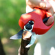 Zhongnongle electric pruning shears lithium battery shears branch scissors fruit tree electric scissors household rechargeable thick branch electric scissors 6630-3 cm 3AH two electricity and one charge