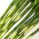 Flowers bloom and prosper, prosperous bamboo hydroponic plants 10 branches