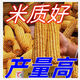 
New species, double-national review, Beijing Agricultural Sciences, 728 early maturity, high temperature, dense and dense high yield, corn species, short rod, red shaft corn seeds, Beijing Agricultural Sciences, 728 corn species [4500 grains] 1 bag