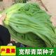 Sichuan Kuanbang green vegetable seeds, pickled pickles, sauerkraut, pickles, medium-ripe large-leaf autumn vegetable seeds, hot product impulse, Kuanbang green vegetable seeds, new this year, RNG9 original factory, 1 pack of about 800 seeds