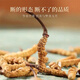 Cordyceps sinensis (unterstützt hochwertige Inspektion) Schnee Cordyceps sinensis gebrochenes Gras Vollfleisch reines Fleisch Festival Cordycep
