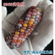 胖东来品质文玩玉米【宝石血丝】一物一图菩提迷你摆件手把件玛瑙 9898