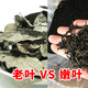 Qingqianliu Wholesale Water Repairing Gold Money Liu Zhangjiajie Qingqianliu Hunan Chengbu Tea 156g of tender leaves Spring picking two cans