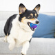 GiGwi Dog Toy Ball Sound Ball High Elasticity Bite-Resistant Molar Toy Ball Puppy Small Dog Interactive Pet Toy Ball