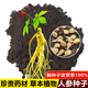 Changbai Mountain ginseng seeds, wild ginseng seeds, easy to grow Chinese medicinal materials in all seasons, easy to live indoor flower pots, ginseng seeds shipped without buds, big sale, 2 bags selected, about 104 capsules
