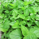 Big round leaf glutinous rice, amaranth, green leaf, amaranth, four seasons, farm vegetables, green seeds, amaranth #(picked and long)* White round leaf amaranth, exquisite 3 packs [sweet, tender and refreshing] about 16,805 capsules
