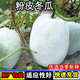 Pink-skinned winter melon seed trellis climbing white winter melon field outdoor greenhouse complete collection of vegetable seeds that are easy to grow in all seasons Pink-skinned winter melon seeds 1 pack about 20 capsules