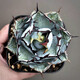 Hanchangwu Frische Märchenpflanzen, Blue Whale Agave One Shot, Premium kleine und mittlere Agave Sukkulente Pflanzen 9108 Größe Vergleich von 10 cm