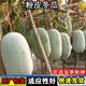 Pink-skinned winter melon seed trellis climbing white winter melon field outdoor greenhouse complete collection of vegetable seeds that are easy to grow in all seasons Pink-skinned winter melon seeds 1 pack about 20 capsules