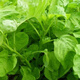 Big round leaf glutinous rice, amaranth, green leaf, amaranth, four seasons, farm vegetables, green seeds, amaranth #(picked and long)* White round leaf amaranth, exquisite 3 packs [sweet, tender and refreshing] about 16,805 capsules