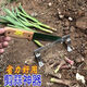 Yue Li's special scissors for cutting garlic. Garlic shearing machine for cutting garlic roots. New knife and garlic head artifact. Household manganese steel thickening tool. Thickening and sharpness - Garlic shearing artifact. 99% labor saving.