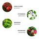 Shiseido hongyan skin esencia iii cintura roja 10ml*3