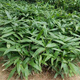 Large leaves for wrapping rice dumplings, rice dumpling seedlings, bamboo leaf seedlings, wild rice dumpling seed seedlings, bamboo leaf seedlings, garden plants, rice dumpling seeds 500 capsules/pack+