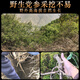 Minnongren 10-year-old wild Codonopsis pilosula 250g Gansu high-altitude dried Codonopsis pilosula strips grown for many years without sulfur and smoked with astragalus, angelica, wolfberry soup soaked in water and wine Chinese medicinal materials
