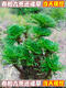 Shantou Lincun Selaginella nine-dead resurrection grass desktop flowers and plants bonsai potted rockery combination absorbent stone calamus orchid. The whole nest of about 9 to 11 heads is dug on the same day. Pallets are not included.