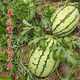 Xinong No. 8 Watermelon Seeds Extra Large Stable Yield Lazy Man Giant Watermelon Seeds Extra Sweet Fruit in Spring and Summer Four Seasons Xinong No. 8 Watermelon Seeds Planted from March to June Select Good Seeds Buds Germinate New Seeds Approximately 250