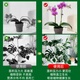
Climbing fixed binding rod Money tree support rod Indoor fruits, flowers, plants, gardening flower stand flower pot support rod 10 4mm green 50cm long 10 sets of hats