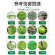 Phytosol 30% pyraclostrobin green certified fruit tree fungicide vegetable ulcer leaf spot brown spot pesticide fungicide