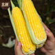 北蔬 超甜水果玉米种子种苗四季蔬菜籽 苏科甜1506玉米种子50g约350粒