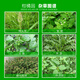 金帆达（JFD）757草甘膦铵盐草甘磷除草烂根剂荒地除杂草灭生性除草剂 50g