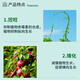Guoguang 15% paclobutrazol fruit tree plant flower chrysanthemum lily succulent wheat rice dwarfing agent short and strong control 18g