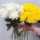 Garden new Qingming Festival yellow and white chrysanthemum flower bouquet mourning grave sweeping ancestor worship mountain praying to God Guangzhou base white chrysanthemum 100 pieces does not include vase