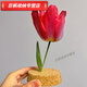 
Cork immortal flower glass cover rose ornament blind box dustproof dry flower glass cover display box cylindrical 1517cm cork base