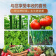 Special soil for growing vegetables on the balcony. Vegetable nutrition soil. Fruit and vegetable gardening. Organic soil. Home vegetable soil. Planting soil. Vegetable soil. 30 Jin. Jin is equal to 0.5 kg. Suitable for fruits and vegetables.