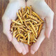 Xueyuantang cordyceps sinensis целый насекомые сломанная трава Аутентичные Cordyceps Выбранные тонические продукты Плато Cordyceps Целые насекомого китайское лекарственное тонизированное продукты около 0,3 г/корень (целая сломанная трава насекомых)