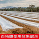 农用白色地膜加厚抗老化塑料薄膜除草保温保湿防草耐拉扯小拱棚膜 白色10.6斤0.8米宽1315米长 薄款