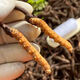 新鲜冬虫夏草2025年头期虫草正品领导高海拔送礼正宗鲜虫草过节 1.0-1.2克/根   10根鲜虫草 冬虫夏草  顺丰发货