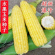 Super sweet fruit corn seeds, big sticks, early maturing, sweet and glutinous, can be eaten raw in the field all year round. Can be eaten raw. Super sweet fruit corn seeds, artificially selected new species, about 51 seeds (1 pack+)