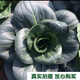 Black big-headed short-footed Suzhou green fresh green stem vegetables and leafy vegetables, soft and glutinous sweet cabbage, sowing vegetables all year round. Selected black big-headed Suzhou green seeds 6000 capsules