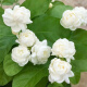 Jasmine seeds heat-resistant ornamental plants are easy to live and easy to plant. Balcony potted indoor flower rich-scented seeds. Jasmine flower seeds (single-petal pen tip) MLH718 new seeds: 1 pack of about 31 pieces: give