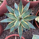 
Agave Taki Lei Succulent potted plants indoor and outdoor office garden flowers landscape green plants sandy plants Taki Lei Lei Agave 10-12