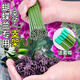 
Climbing fixed binding rod Money tree support rod Indoor fruits, flowers, plants, gardening flower stand flower pot support rod 10 4mm green 50cm long 10 sets of hats