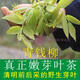 Qingqianliu Wholesale Water Repairing Gold Money Liu Zhangjiajie Qingqianliu Hunan Chengbu Tea 156g of tender leaves Spring picking two cans