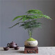 Eight-bud asparagus, moss, white-haired moss, green plant, indoor coffee table, tabletop, ceramic potted plant, office ornaments, bonsai to purify the air, Zen potted asparagus - containing melamine support, good for potted plants