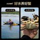 Live Crab Fisherman's Master Hairy Crab Whole Female 3.0-3.3 Liang 8 Pieces Full Weight Fresh Crabs with Rope Removed in Stock Fresh Aquatic Seafood Gift Box