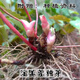 Qinling Epimedium Seeds Epimedium Seedlings Chinese Medicinal Seeds Fairy Spleen Three-branched Nine-leaf Grass 1 Jin Jin equals 0.5 kilograms with buds and rhizomes (more than 40 Song root powders) bare roots without soil
